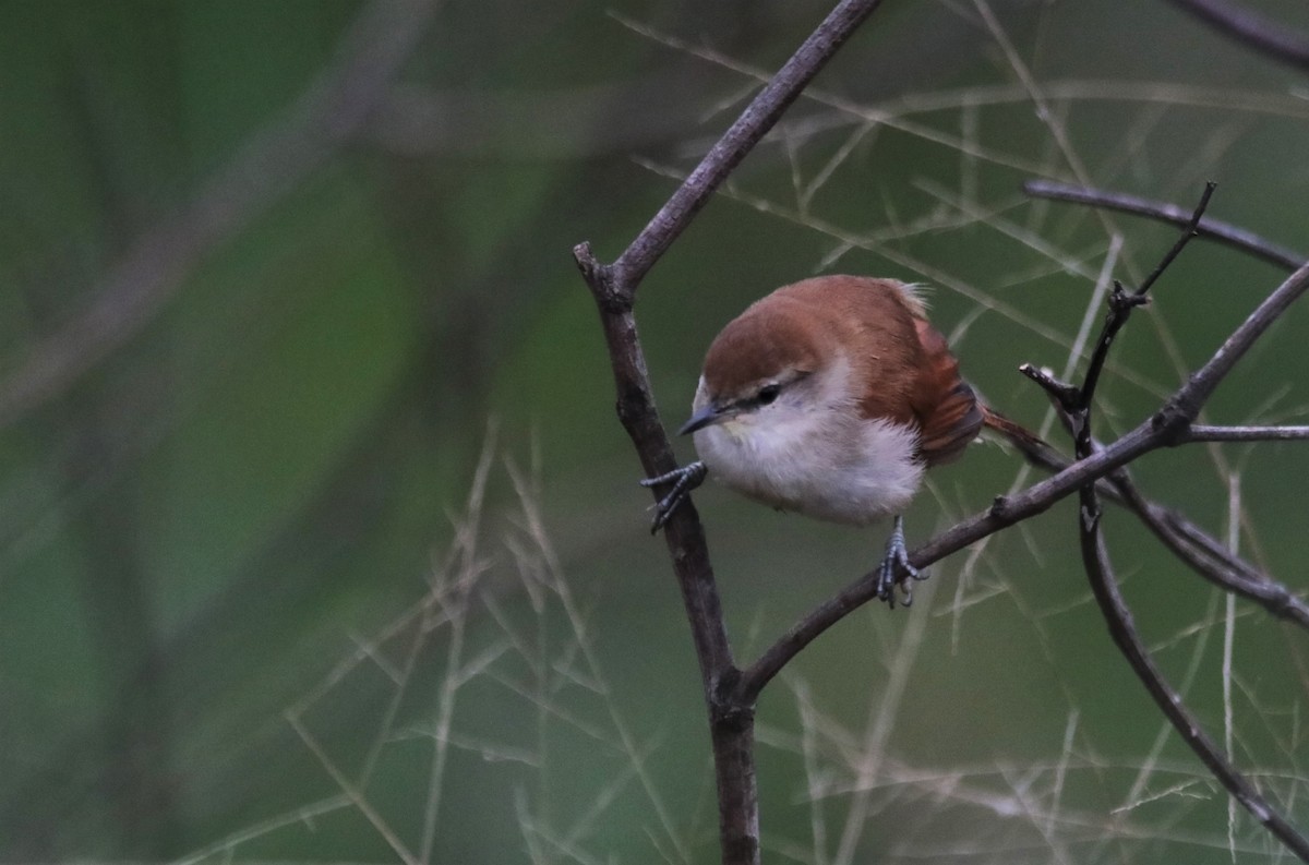 Yellow-chinned Spinetail - ML618921812