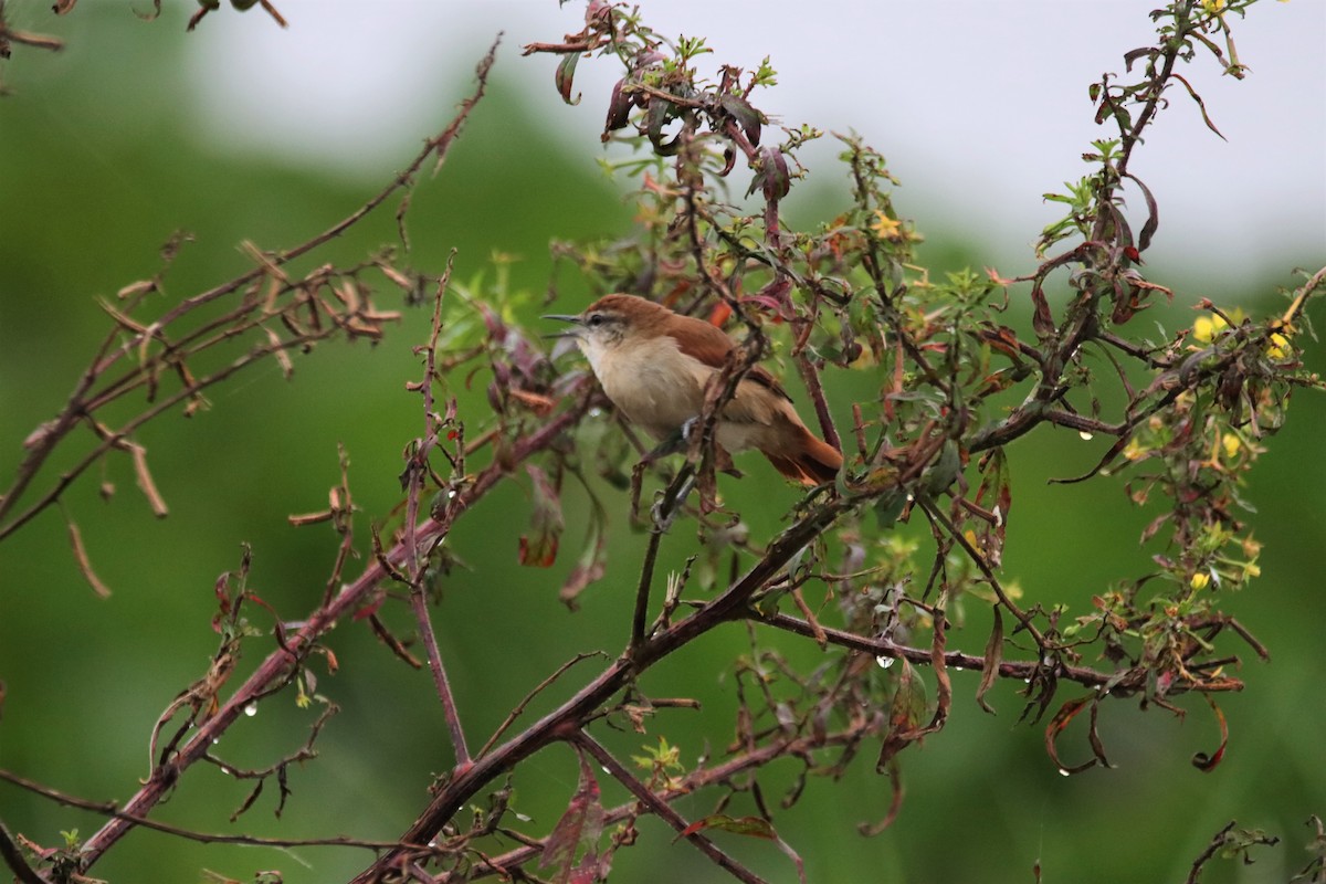 Yellow-chinned Spinetail - ML618921813