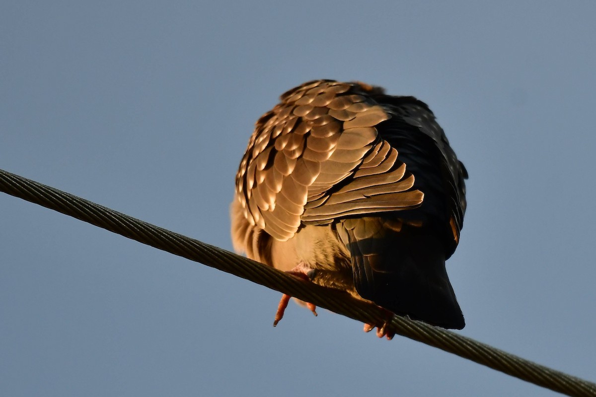 Spot-winged Pigeon - Marcelo Cuadrado