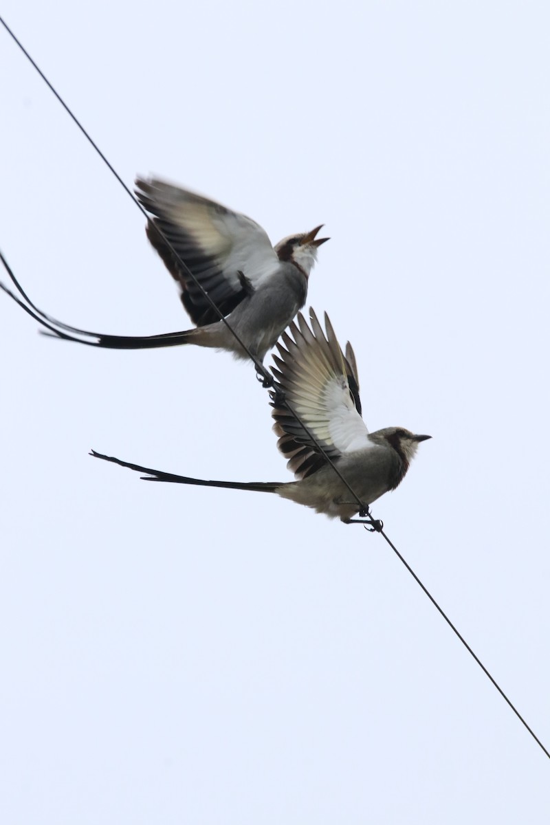 Streamer-tailed Tyrant - Haydee Cabassi