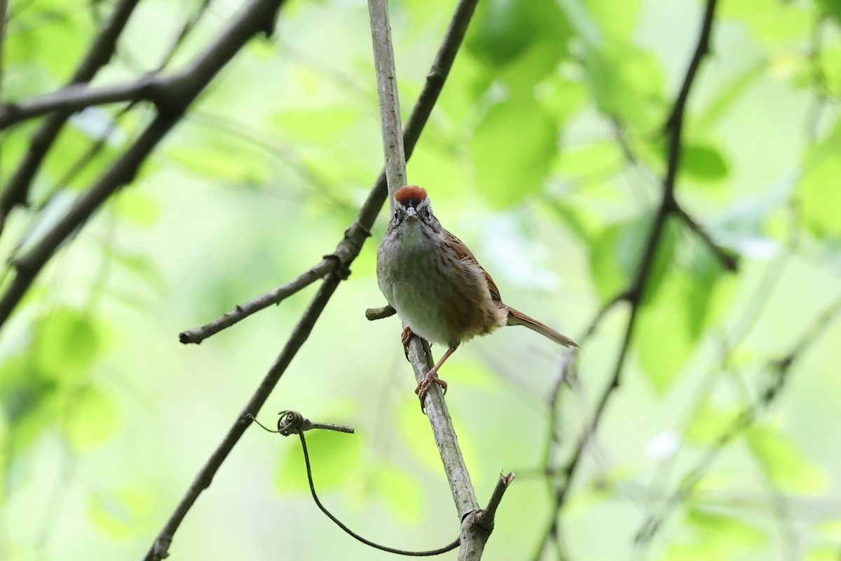 Swamp Sparrow - Yiming Qiu