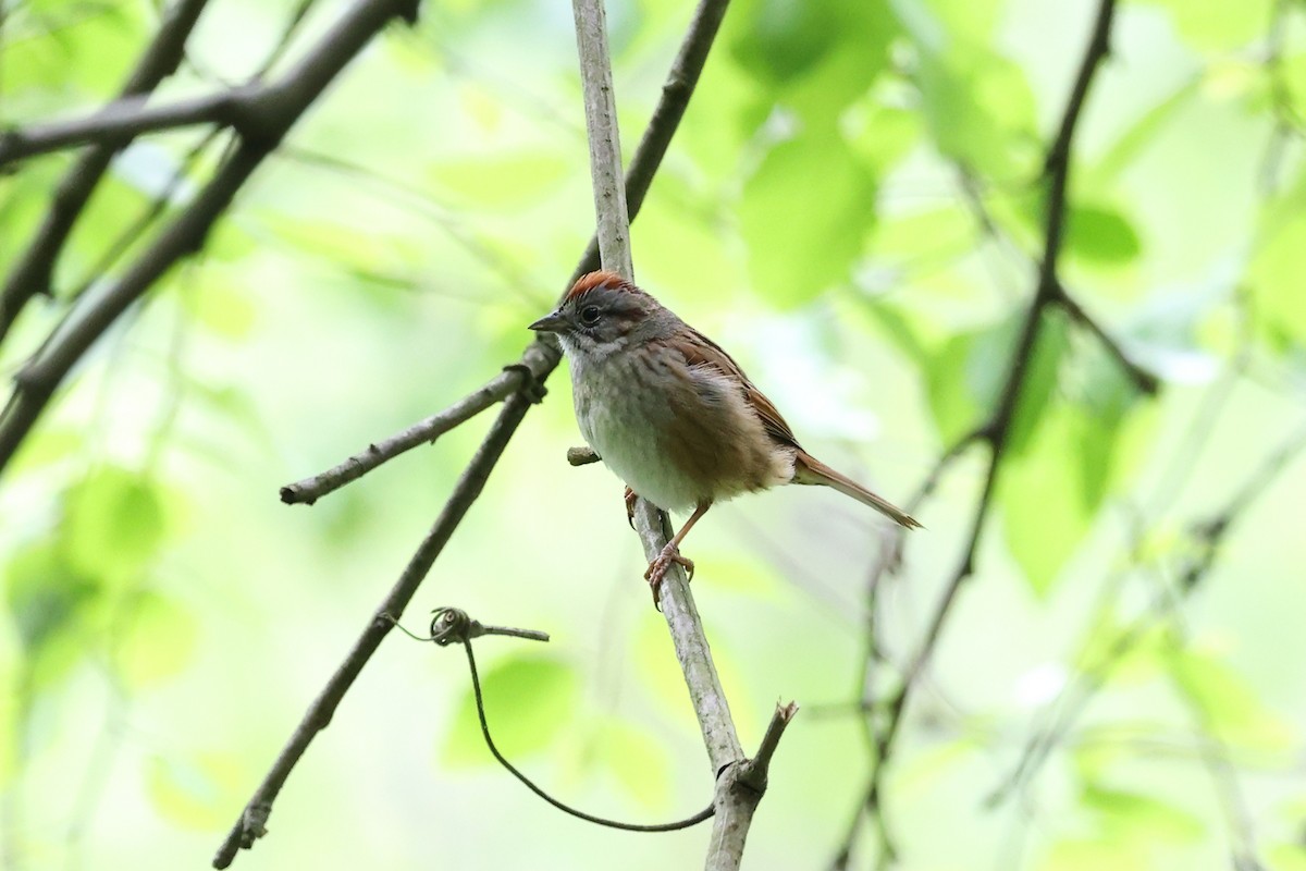 Swamp Sparrow - Yiming Qiu