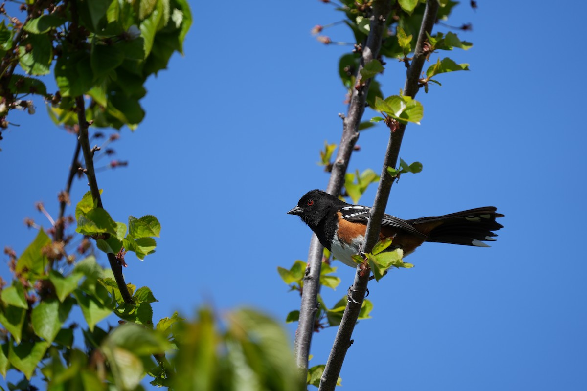 Spotted Towhee - ML618921995