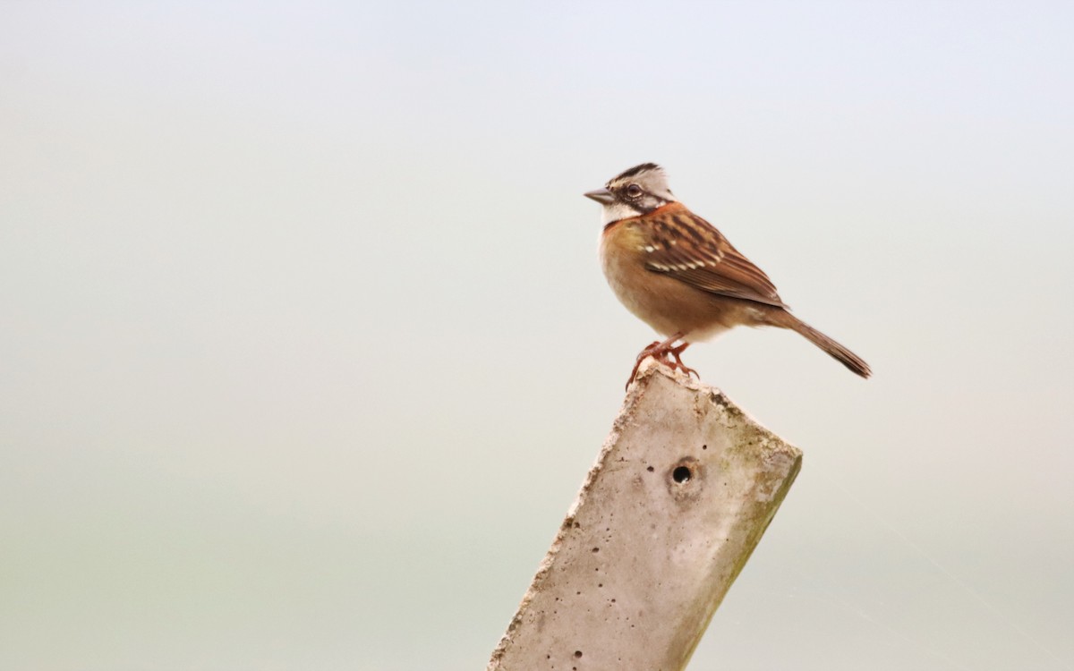 Rufous-collared Sparrow - Haydee Cabassi