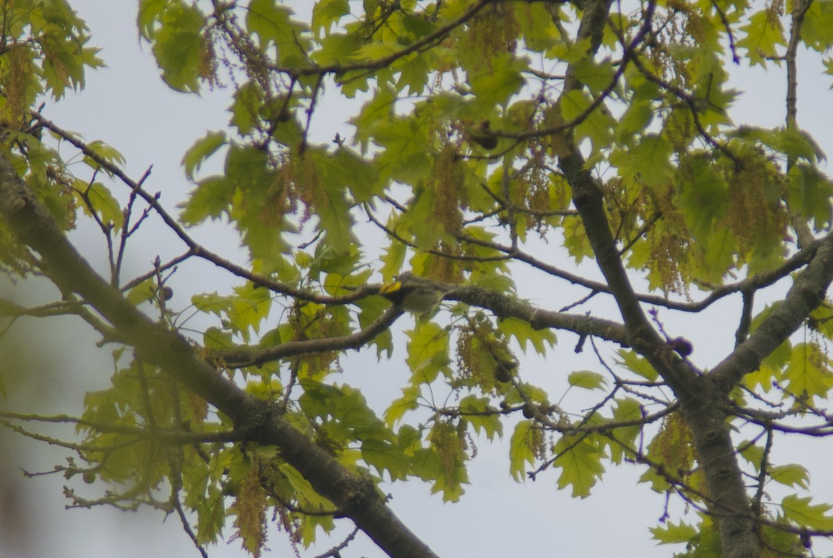 Black-throated Green Warbler - ML618921997