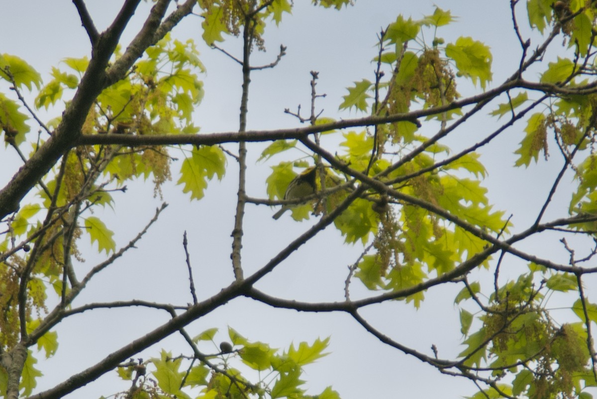 Black-throated Green Warbler - ML618921998