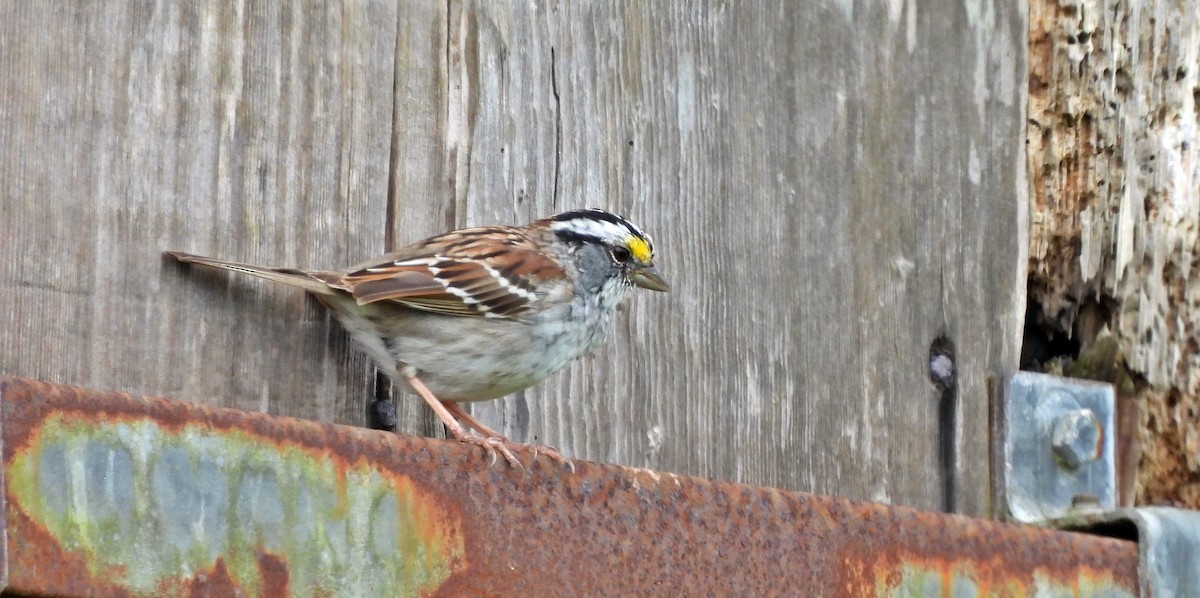White-throated Sparrow - ML618922007