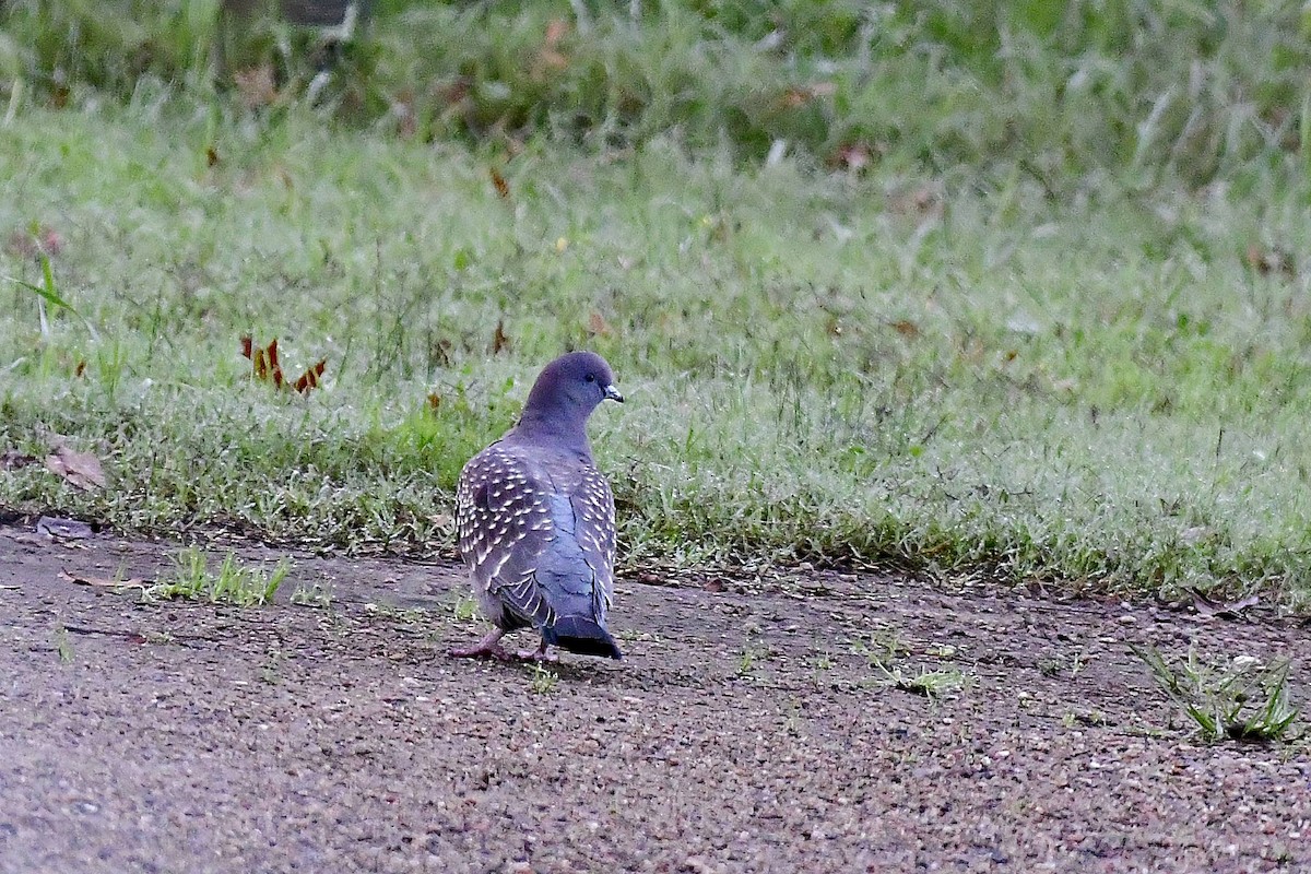Spot-winged Pigeon - ML618922015
