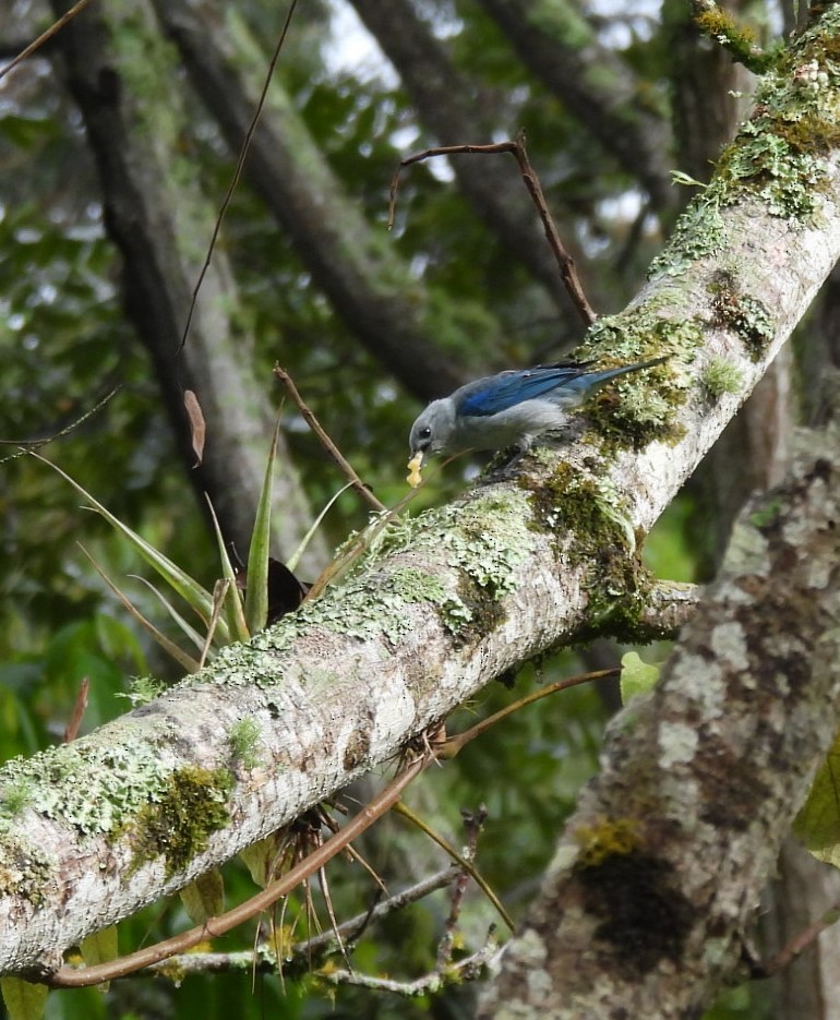 Blue-gray Tanager - Ledis Arango V.
