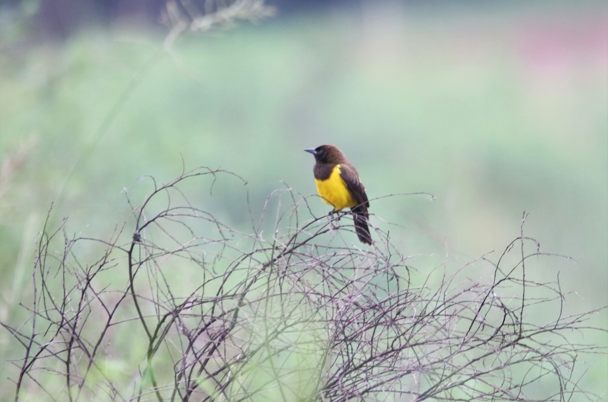 Yellow-rumped Marshbird - ML618922077