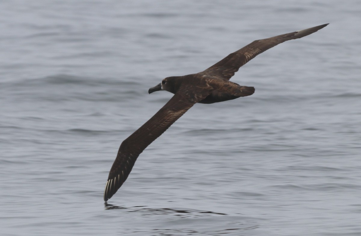 Albatros à pieds noirs - ML618922096
