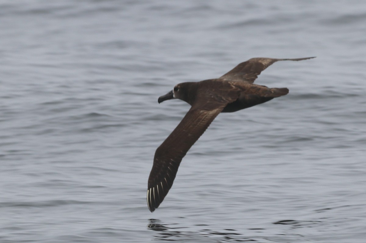 Albatros à pieds noirs - ML618922114