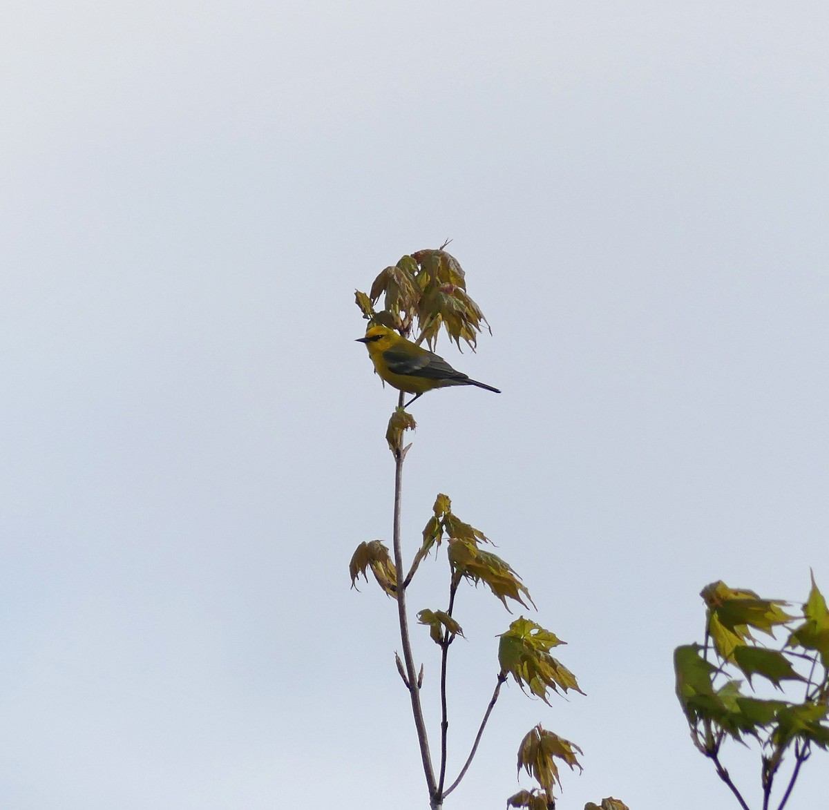 Blue-winged Warbler - ML618922137
