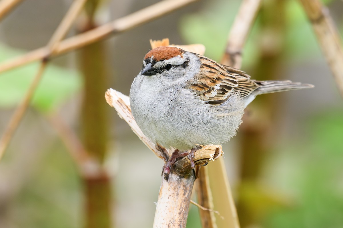 Chipping Sparrow - ML618922139
