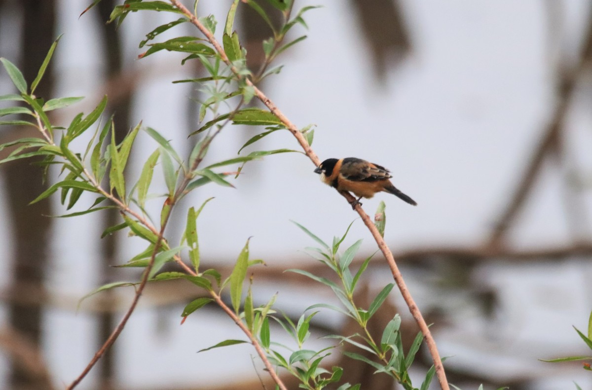 Rusty-collared Seedeater - ML618922155