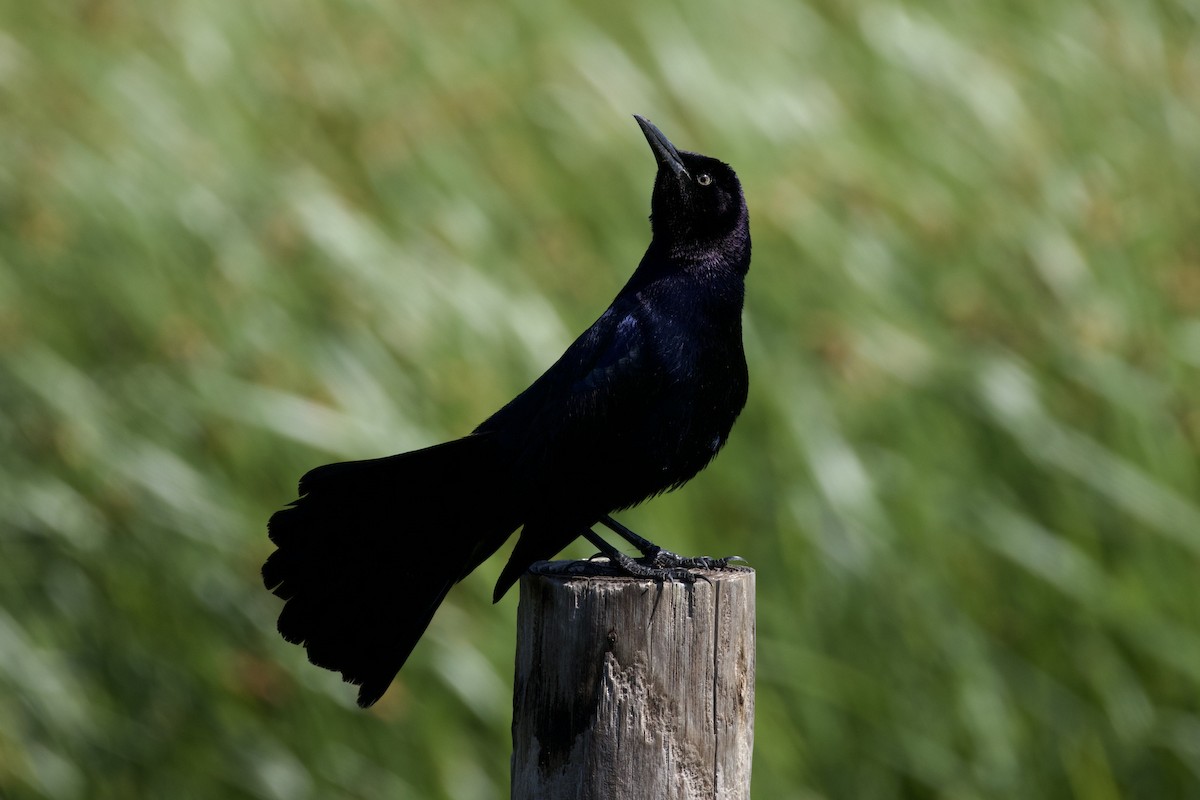 Boat-tailed Grackle - ML618922160