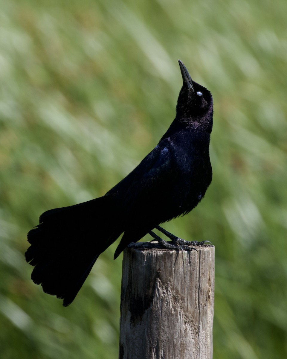 Boat-tailed Grackle - ML618922161