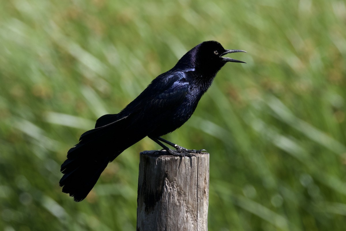 Boat-tailed Grackle - ML618922162