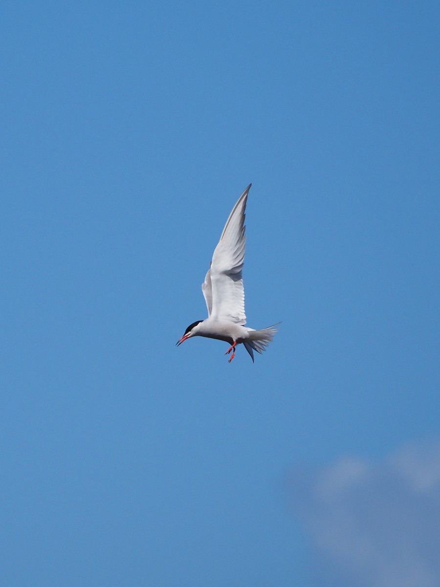 Common Tern - ML618922165