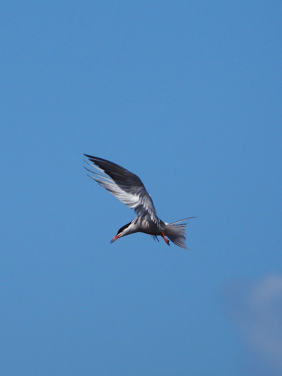 Common Tern - ML618922166