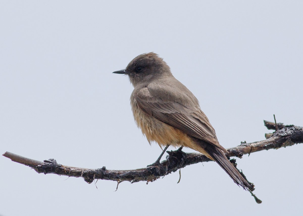 Say's Phoebe - Eric Spink