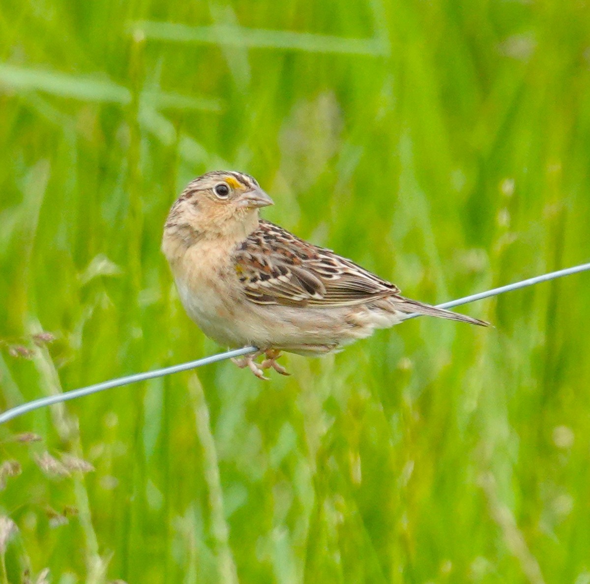 Grasshopper Sparrow - ML618922194