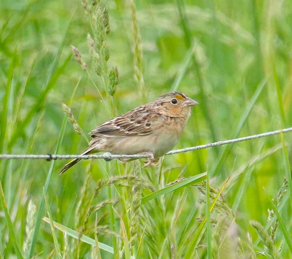Grasshopper Sparrow - ML618922195