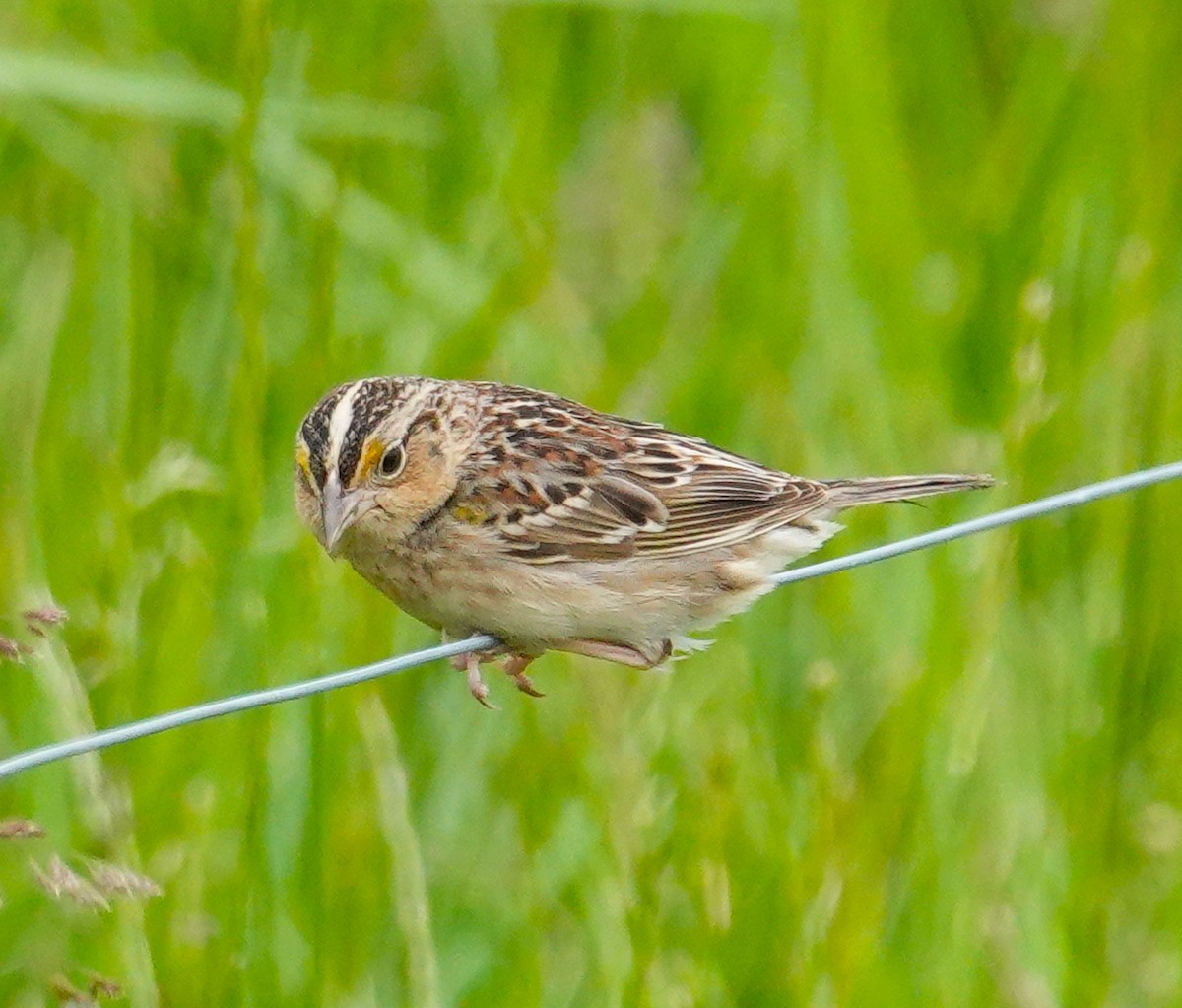 Grasshopper Sparrow - ML618922199