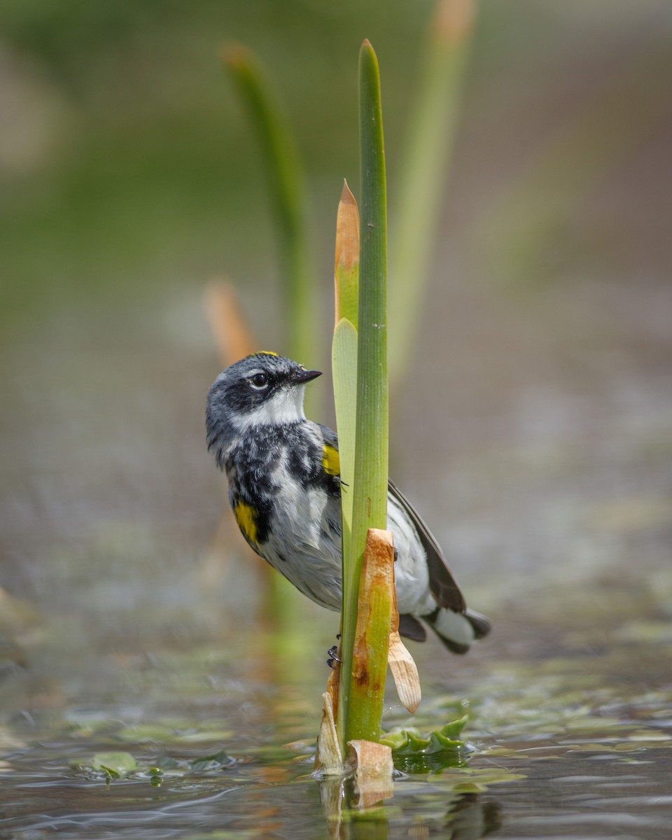 Yellow-rumped Warbler - Eric Spink