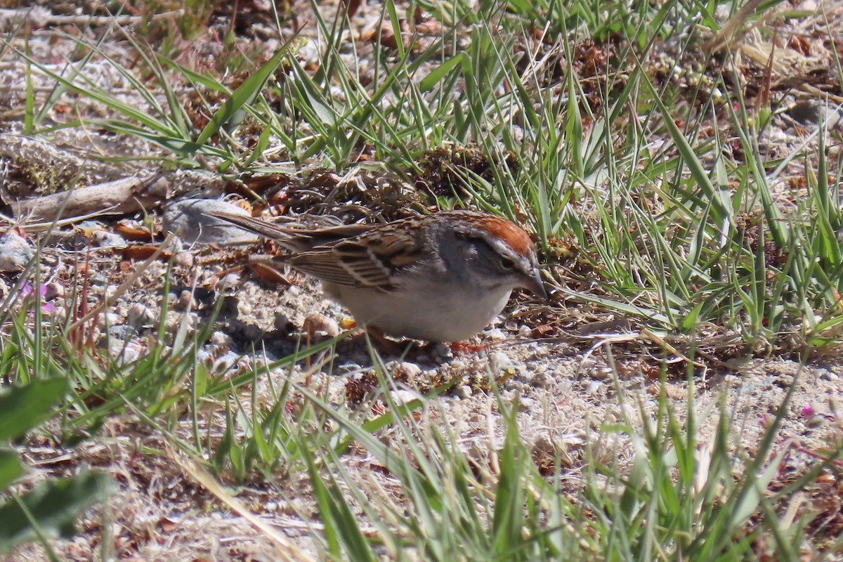Chipping Sparrow - David Orth-Moore