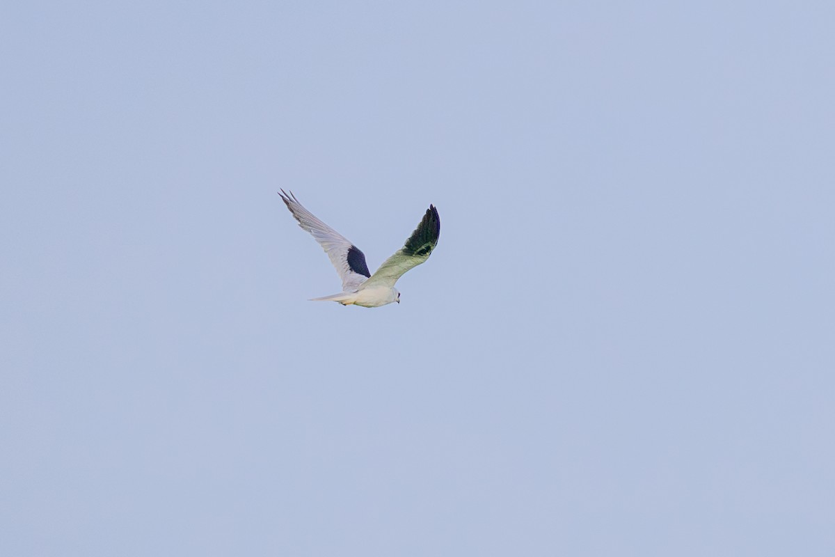 White-tailed Kite - Oscar David Solano