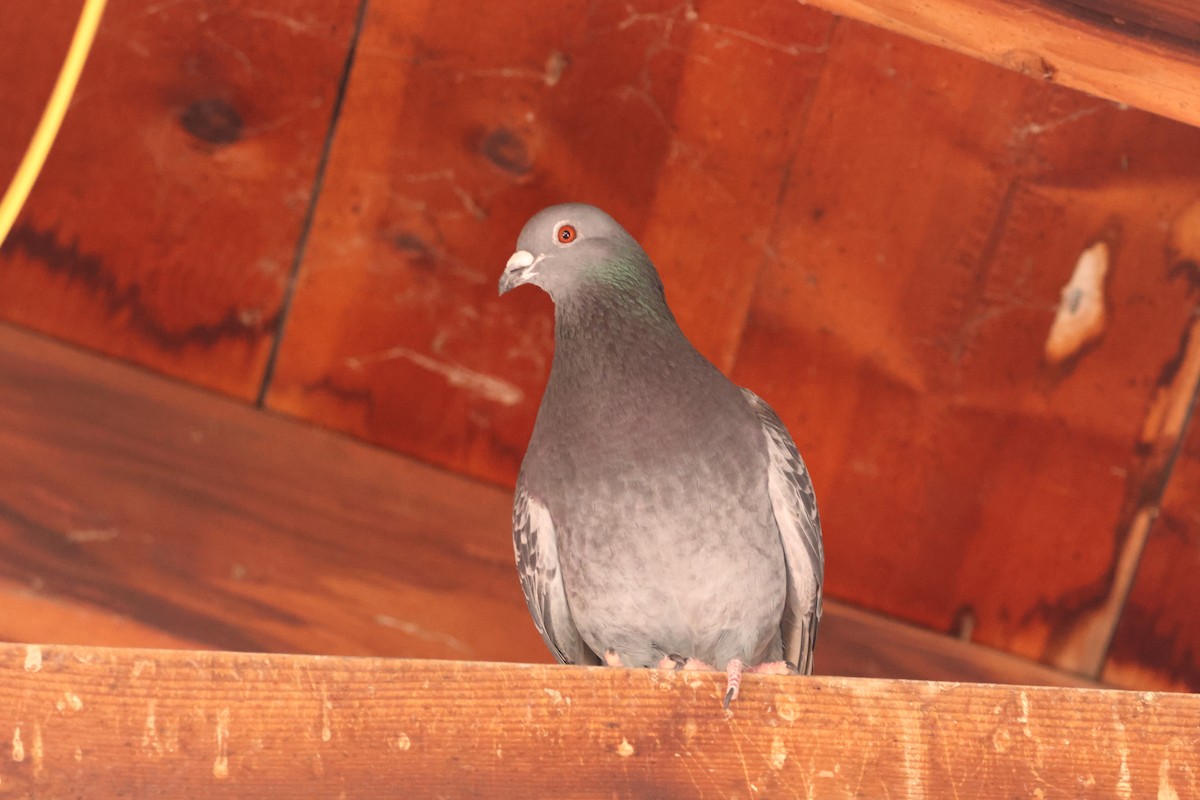 Rock Pigeon (Feral Pigeon) - ML618922269