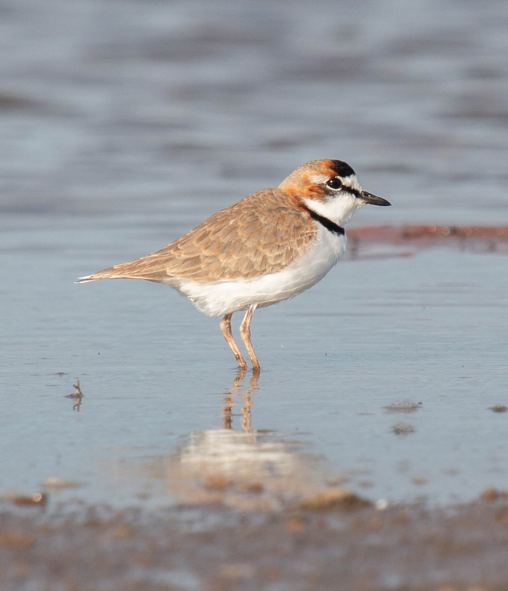 Collared Plover - ML618922281