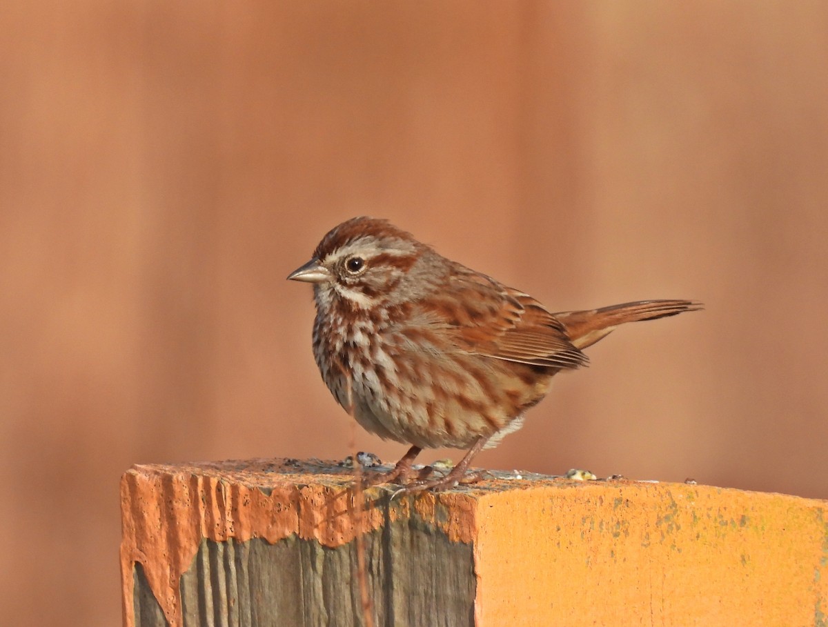 Song Sparrow (heermanni Group) - Ken Burton