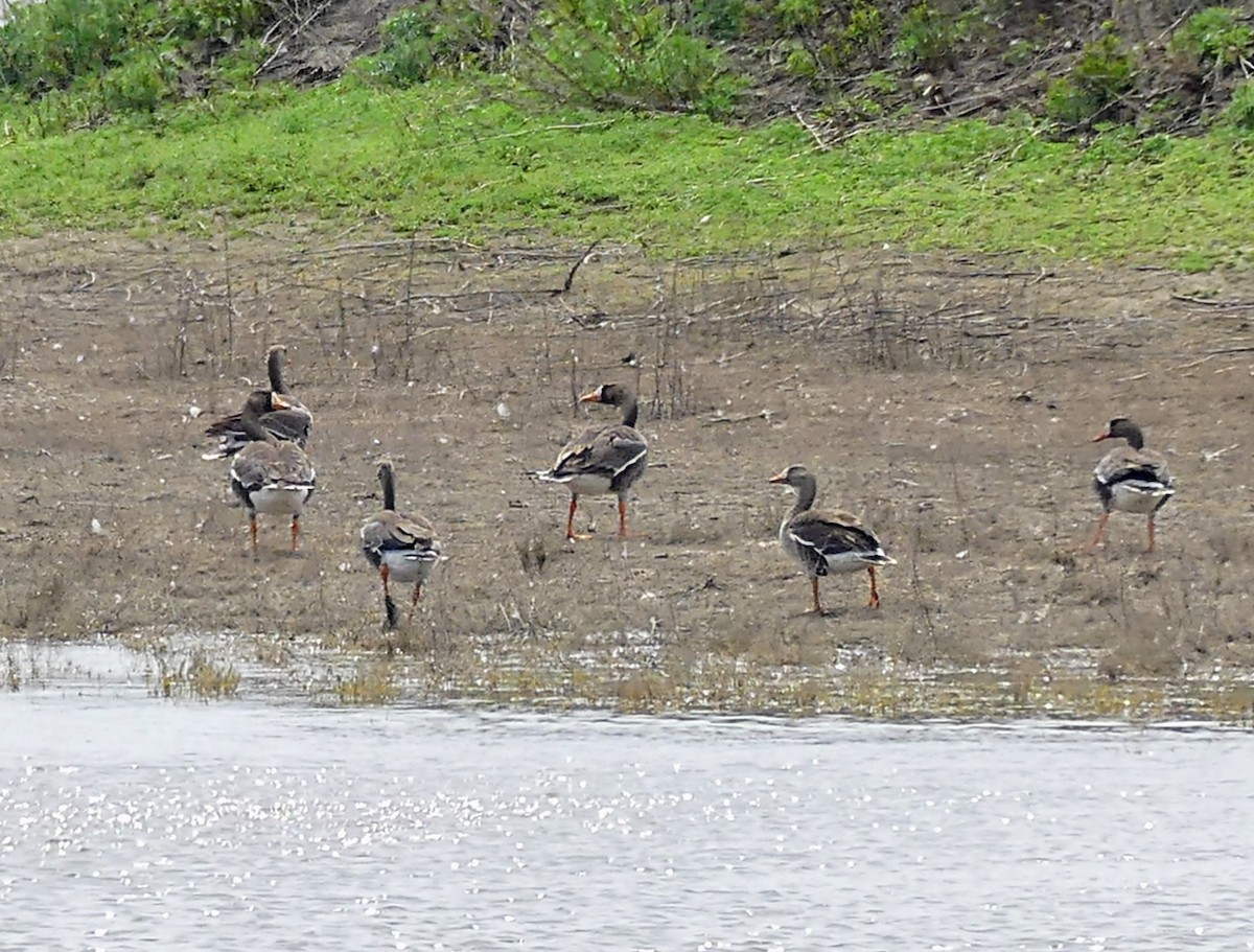 Greater White-fronted Goose - ML618922306