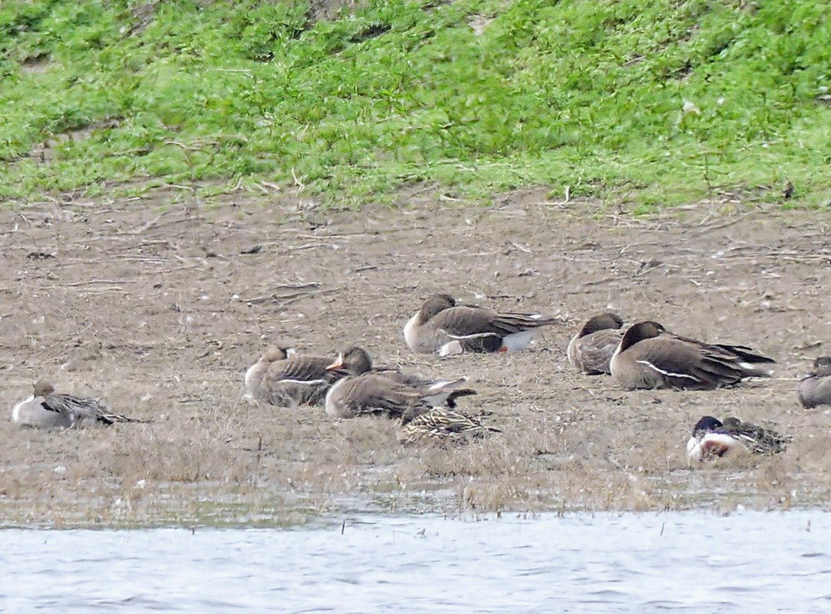 Greater White-fronted Goose - ML618922307