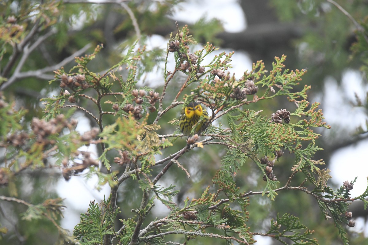 Cape May Warbler - Ryne Rutherford