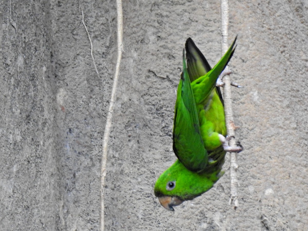 Green Parakeet - ML618922357