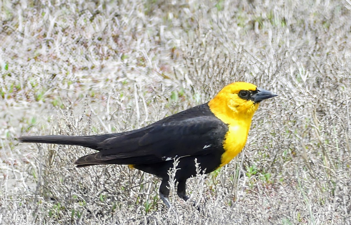 Yellow-headed Blackbird - ML618922396