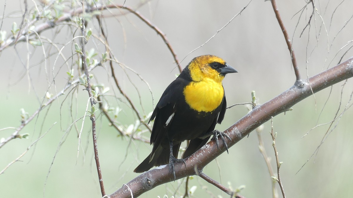 Yellow-headed Blackbird - ML618922397