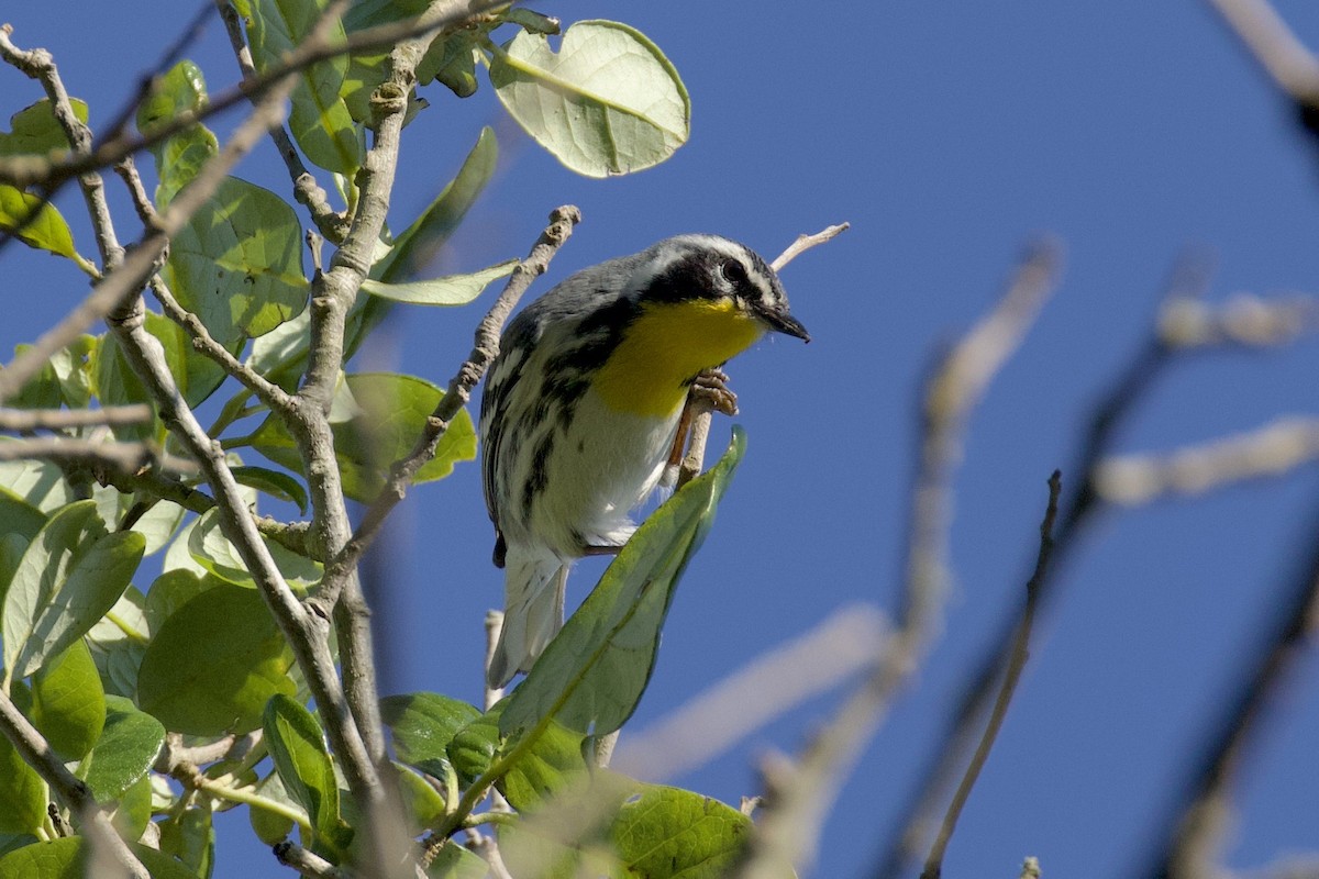 Yellow-throated Warbler - ML618922415