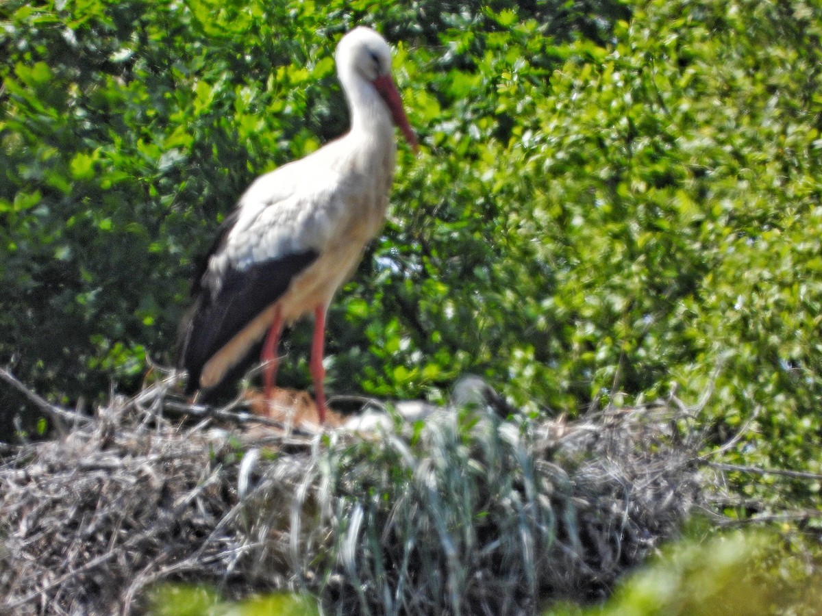 White Stork - Diego Montenegro