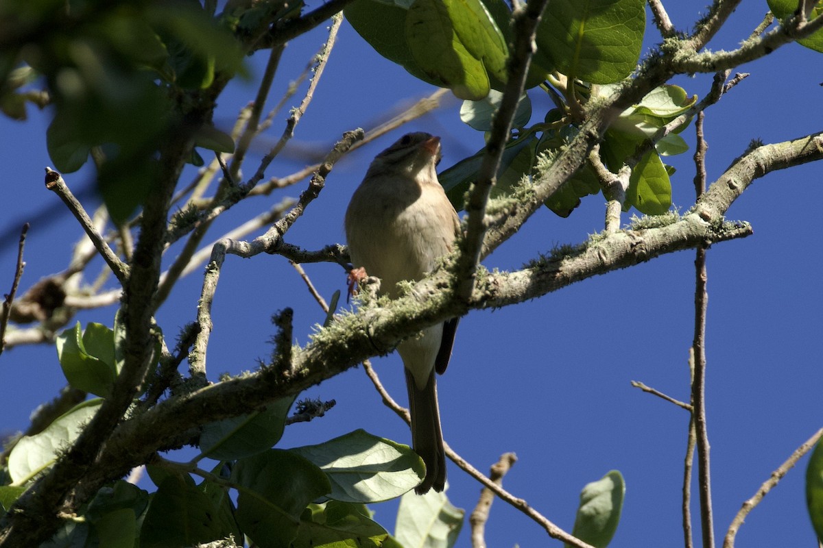 Clay-colored Sparrow - ML618922447