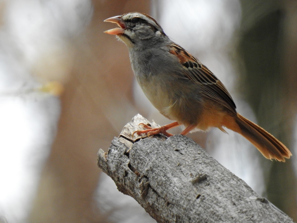 Cinnamon-tailed Sparrow - ML618922501