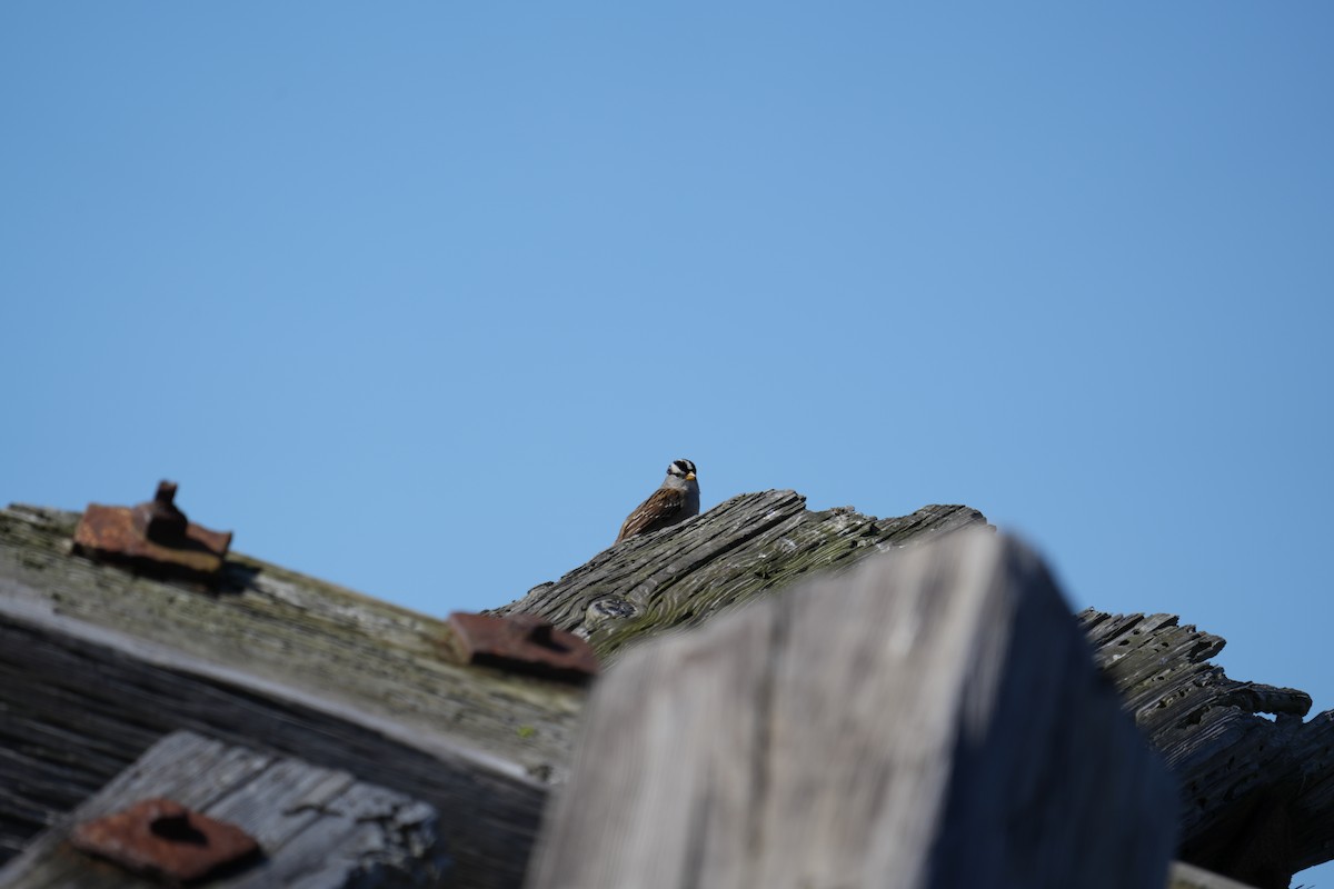 White-crowned Sparrow - Derek Etherton