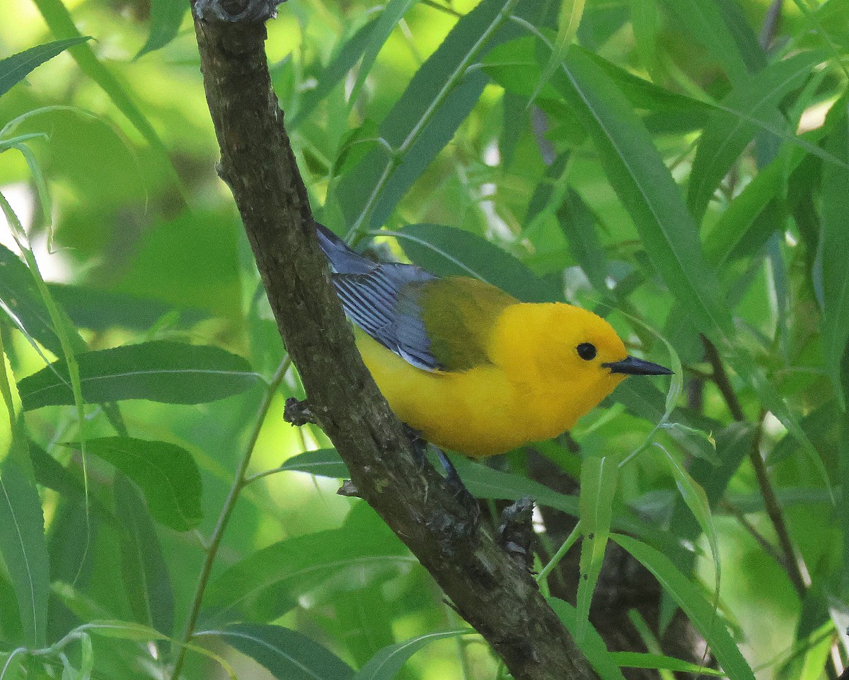 Prothonotary Warbler - ML618922554