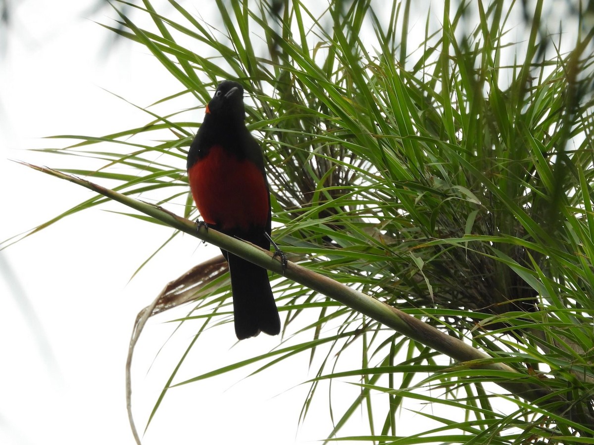 Scarlet-bellied Mountain Tanager - ML618922569