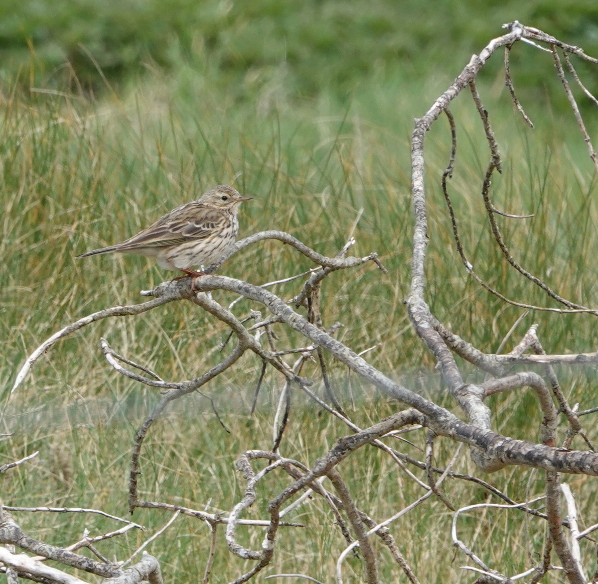 Meadow Pipit - ML618922584