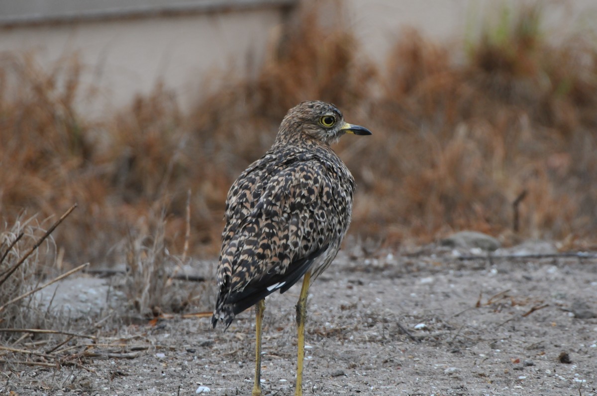 Spotted Thick-knee - ML618922622