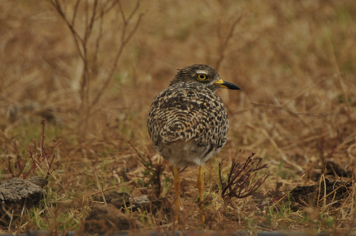 Spotted Thick-knee - ML618922624
